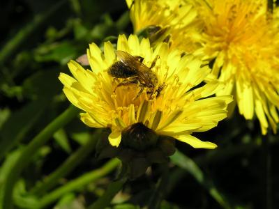 post-610-005662200 1298659750_thumb.jpg