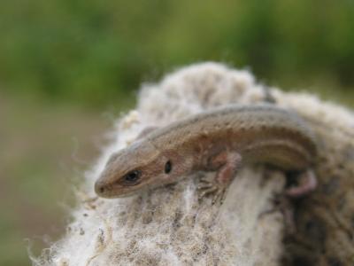 post-610-030748200 1298659819_thumb.jpg