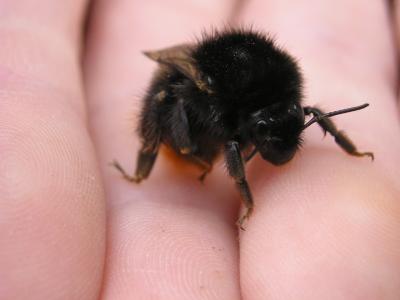 post-610-093180400 1298659828_thumb.jpg