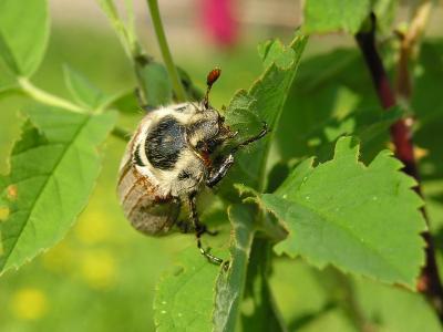 post-610-096414000 1298659730_thumb.jpg