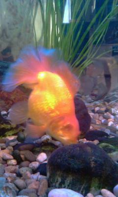 post-395-031100200 1300442826_thumb.jpg