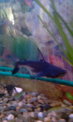 post-395-043738500 1300443087_thumb.jpg