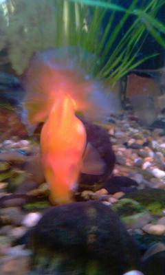 post-395-045509200 1300442991_thumb.jpg