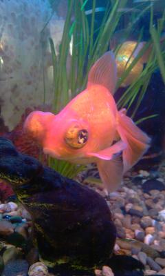 post-395-063995400 1300442750_thumb.jpg