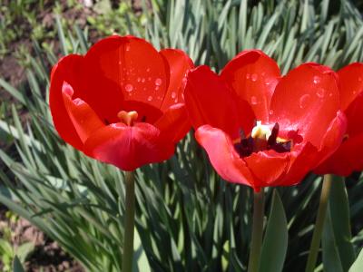 post-427-055759000 1300052822_thumb.jpg