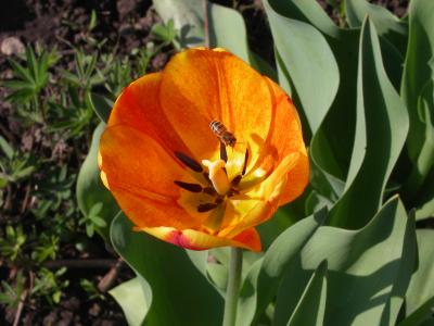 post-427-060486900 1300052834_thumb.jpg