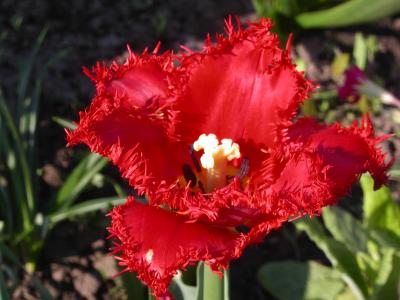 post-427-097165100 1300052695_thumb.jpg