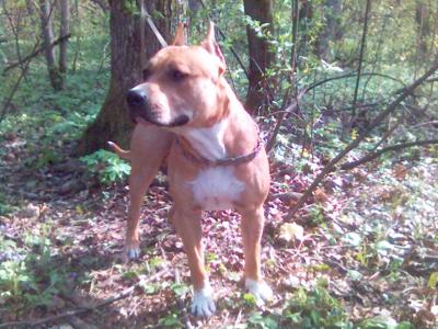 post-58-046238200 1303465887_thumb.jpg