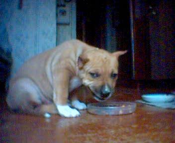 post-58-059603200 1303465888_thumb.jpg