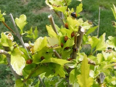 post-58-044598600 1305539449_thumb.jpg