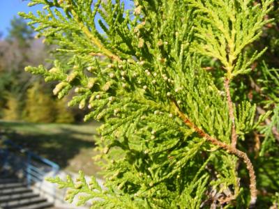 post-58-084567600 1305539508_thumb.jpg