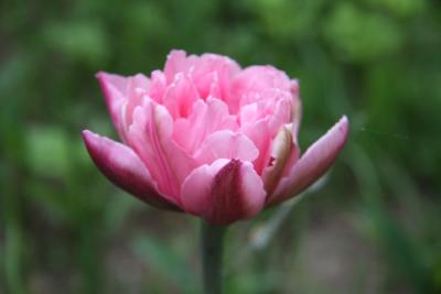 post-1326-0-00652600-1336976827_thumb.jp