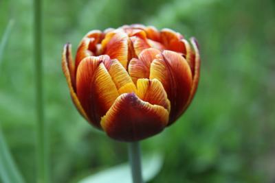 post-1326-0-22172300-1336976826_thumb.jp