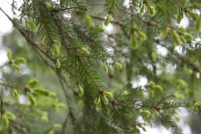 post-1326-0-31236800-1336976816_thumb.jp