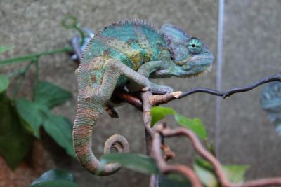 post-1326-0-45819300-1336977331_thumb.jp