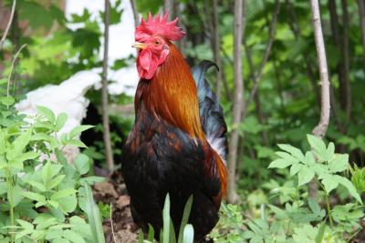 post-1326-0-55698700-1336976828_thumb.jp