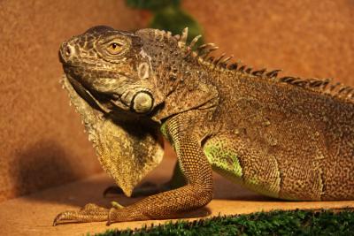 post-1326-0-60590700-1336977328_thumb.jp