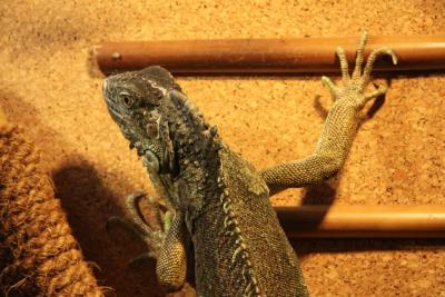 post-1326-0-61449400-1336977326_thumb.jp