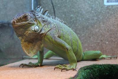 post-1326-0-80267500-1336977329_thumb.jp