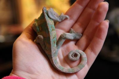 post-1326-0-85401000-1336977334_thumb.jp