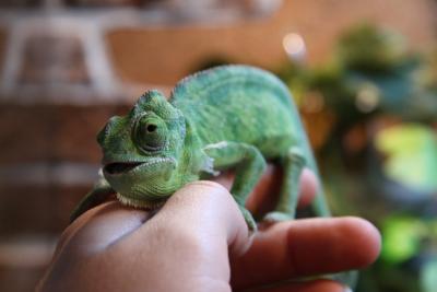 post-1326-0-95302700-1336977333_thumb.jp