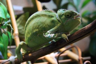 post-1326-0-98609000-1336977332_thumb.jp