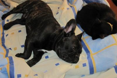 post-1545-0-35198400-1337014978_thumb.jp