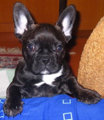 post-1545-0-90669300-1337014644_thumb.jp