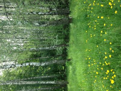 post-2122-0-73408600-1369686917_thumb.jp