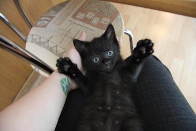 post-1326-0-46146900-1340303756_thumb.jp