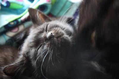 post-1326-0-50516700-1340303761_thumb.jp