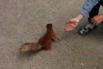 post-1904-0-35478600-1402909436_thumb.jp