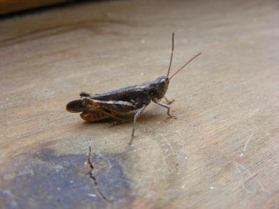 post-58-029173700 1310999923_thumb.jpg