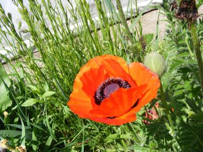 post-58-092659000 1310999960_thumb.jpg