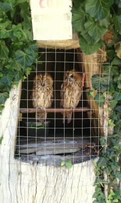 post-1904-0-12522400-1406036529_thumb.jp