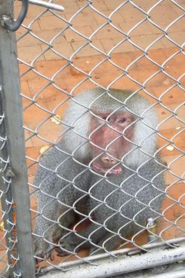 post-1904-0-15500000-1406037475_thumb.jp