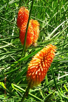 post-1904-0-39056800-1406037890_thumb.jp