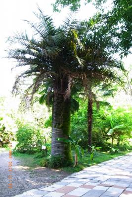 post-1904-0-64978900-1406037754_thumb.jp