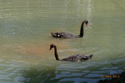 post-1904-0-73899900-1406036461_thumb.jp