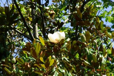 post-1904-0-74483000-1406489711_thumb.jp