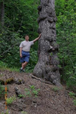 post-1904-0-75569400-1406489611_thumb.jp