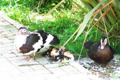 post-1904-0-76809000-1406036587_thumb.jp