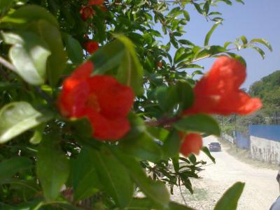 post-1904-0-41325900-1382817691_thumb.jp